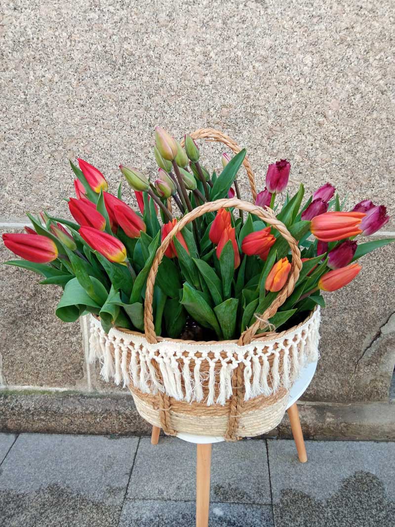 Todo lo que debes saber sobre nuestras flores